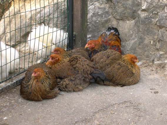  Poules